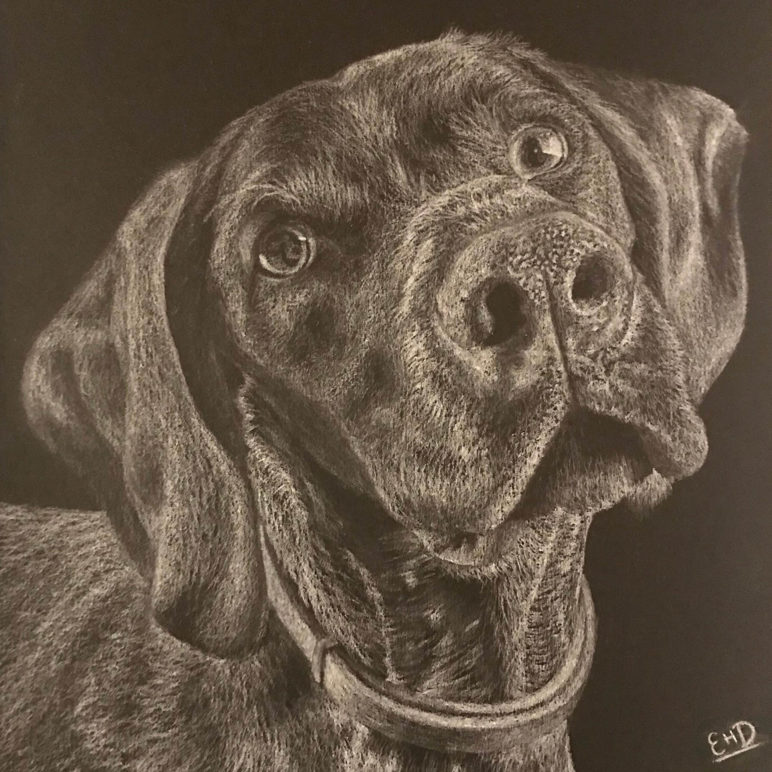 Dog charcoal drawing