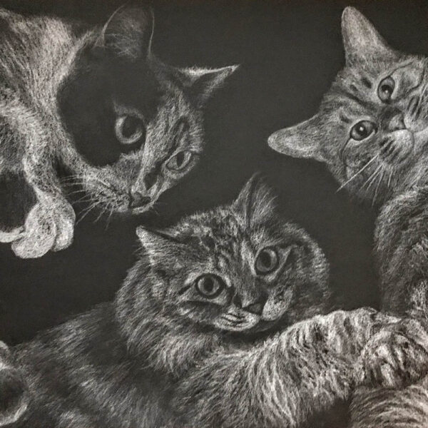 Cat charcoal drawing